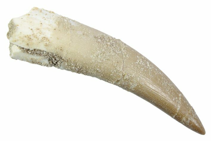 Fossil Plesiosaur (Zarafasaura) Tooth - Morocco #370249